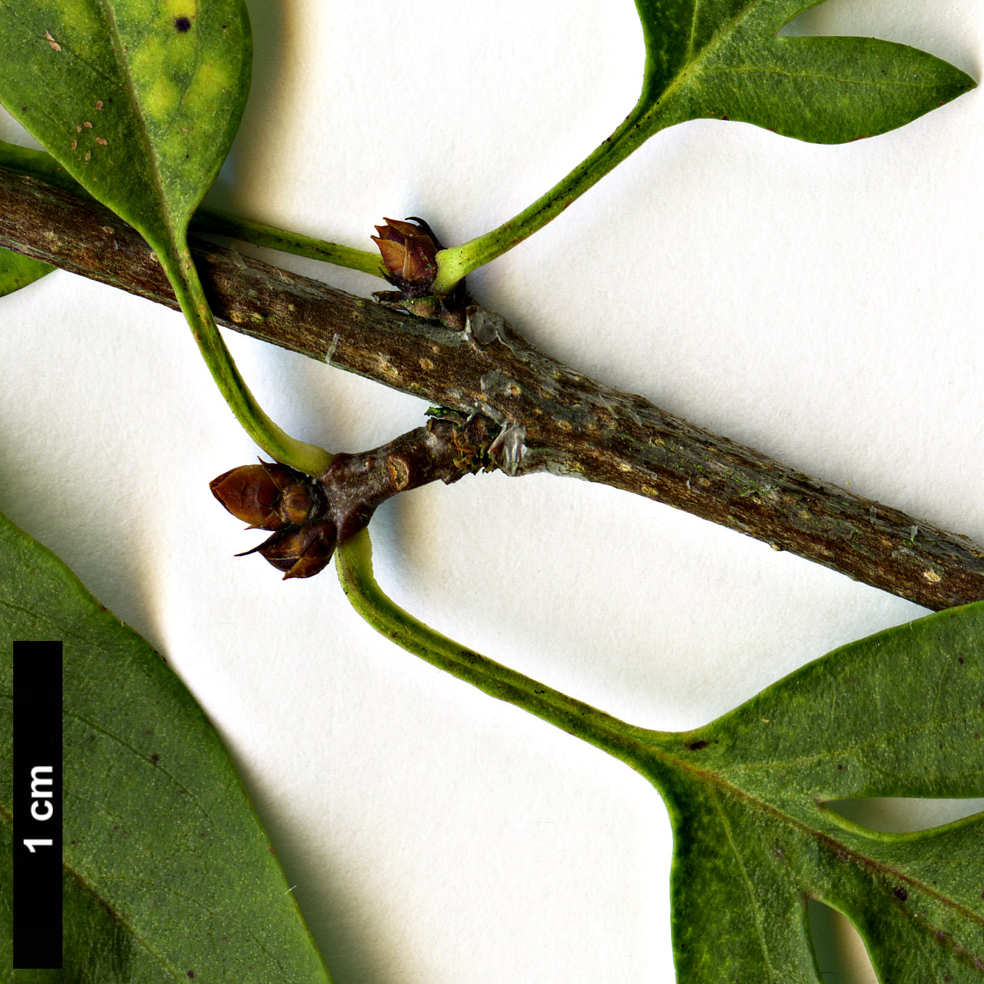 High resolution image: Family: Oleaceae - Genus: Syringa - Taxon: ×diversifolia (S.oblata × S.pinnatifolia)